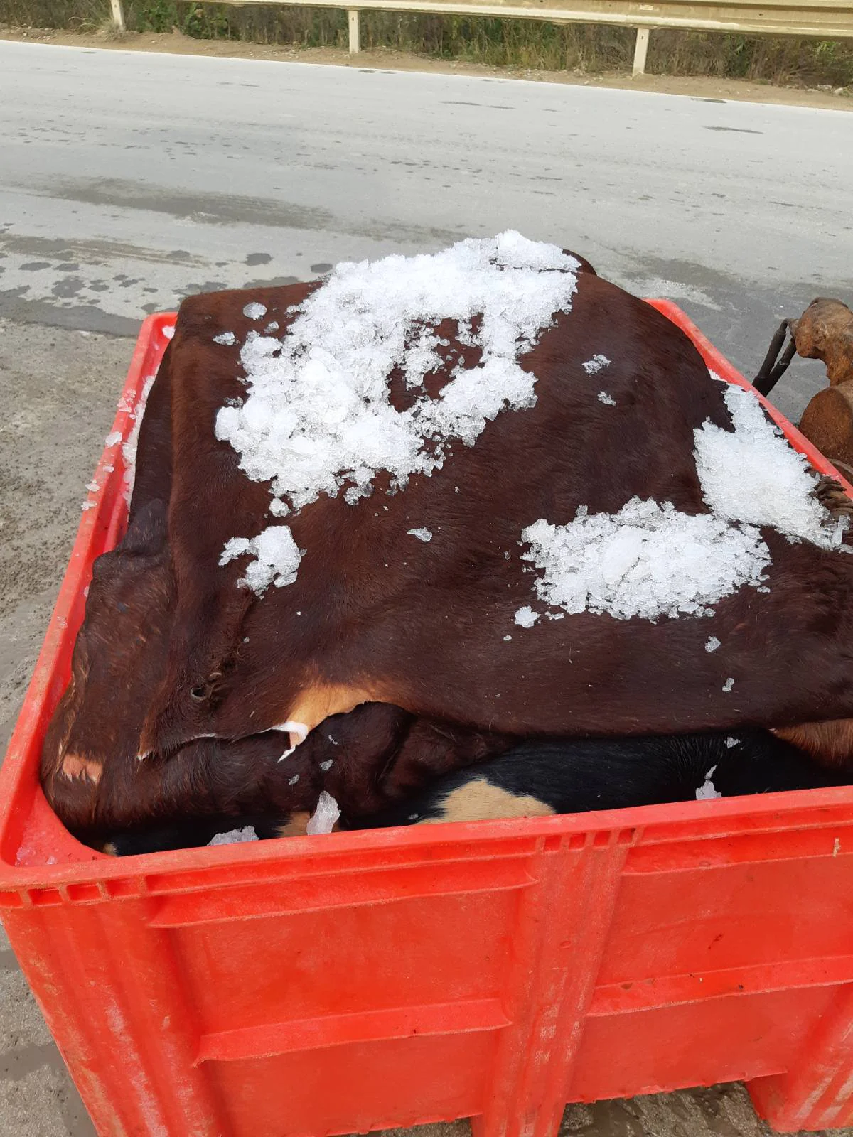 Fresh Bovine Hides