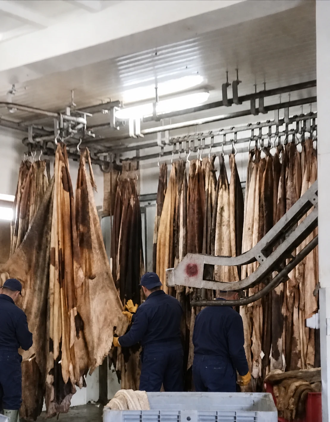 Fresh bovine hides on the processing line