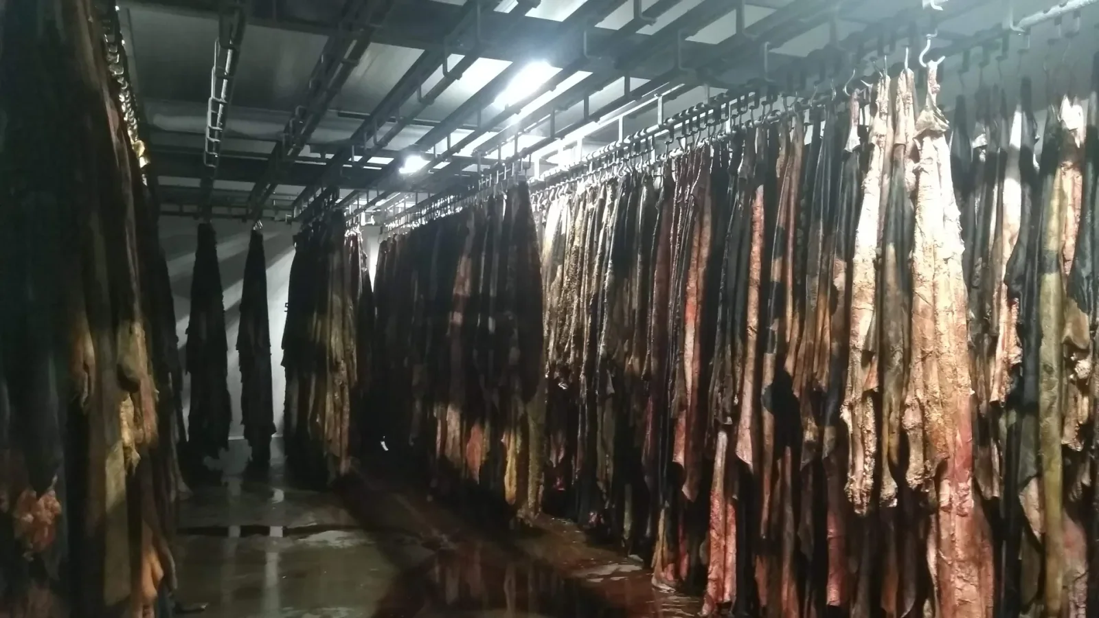 Fresh Bovine Hides