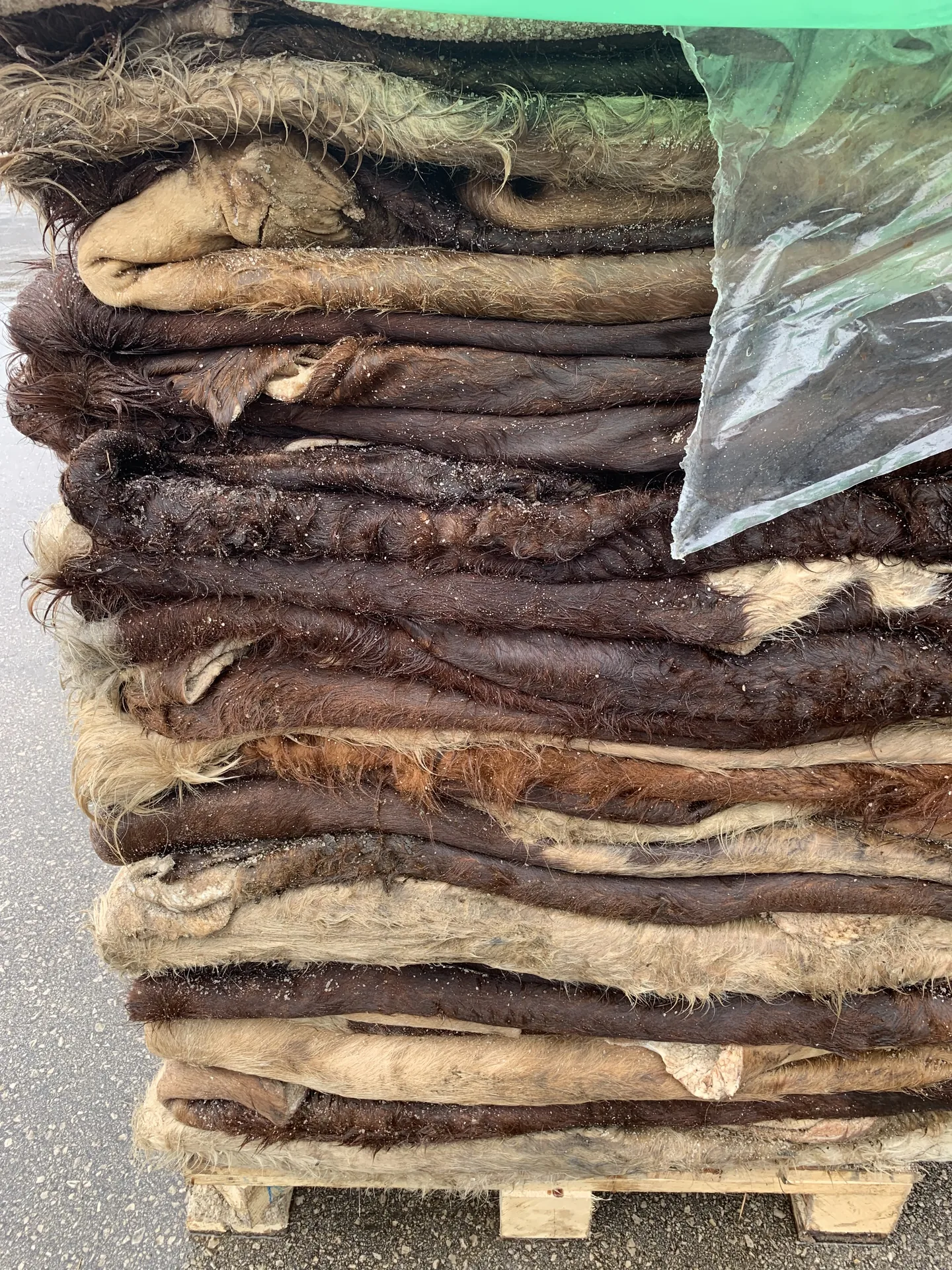 Salted Hides and Skins