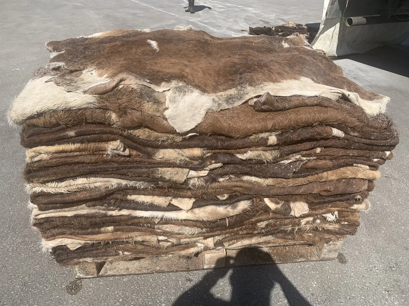 Salted bull and cow hides — photo 2