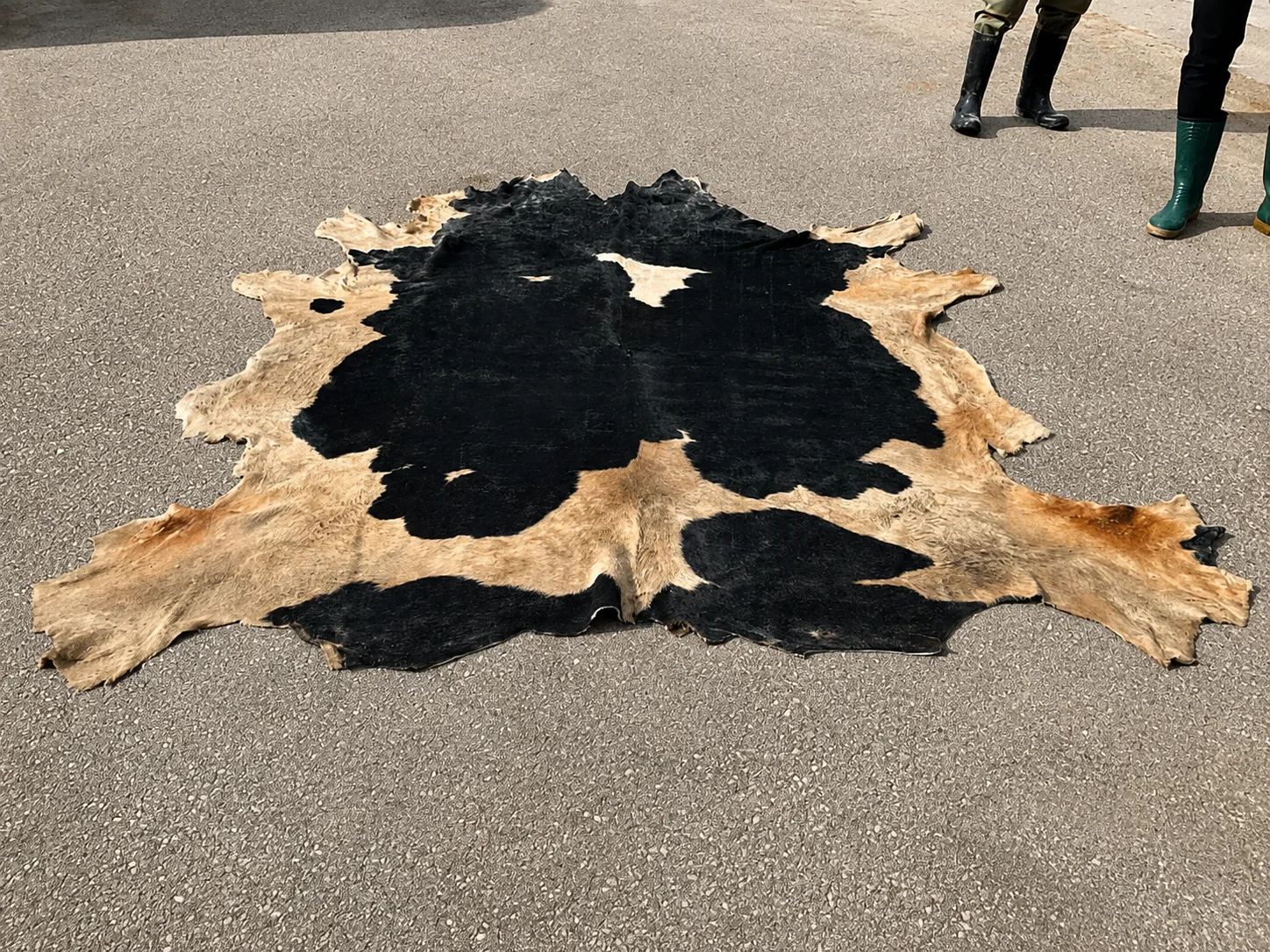 Salted bull and cow hides — photo 3