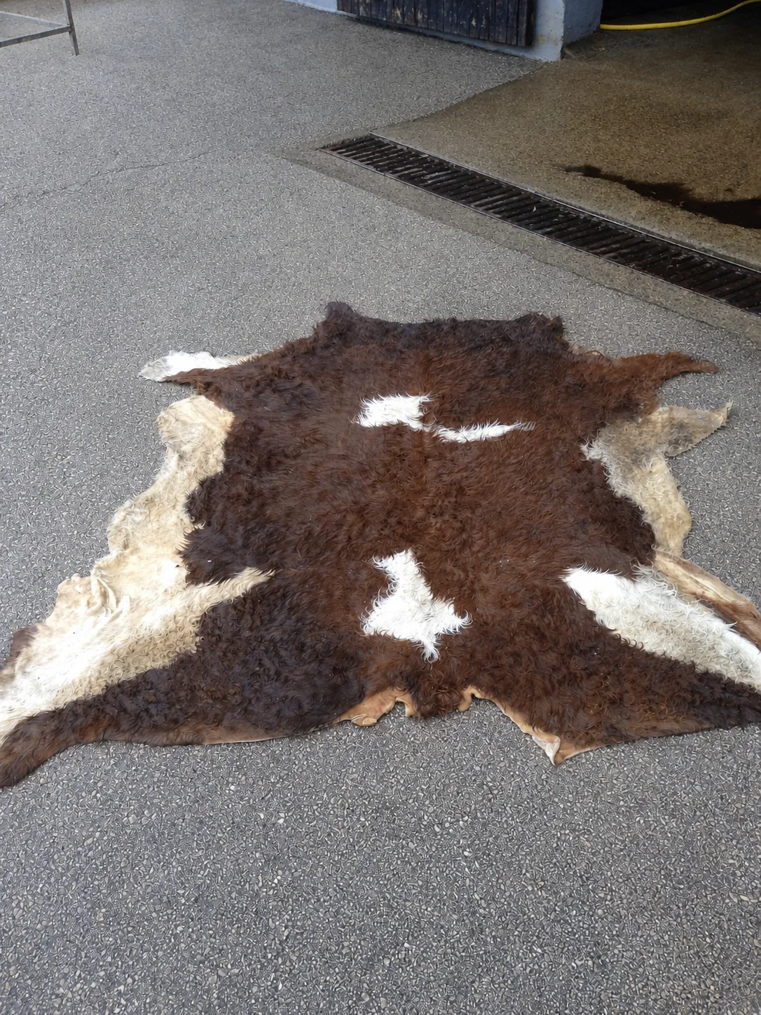 Salted calf skins — photo 2