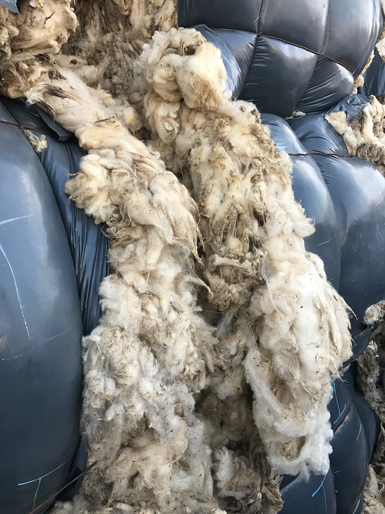 Greasy sheep wool