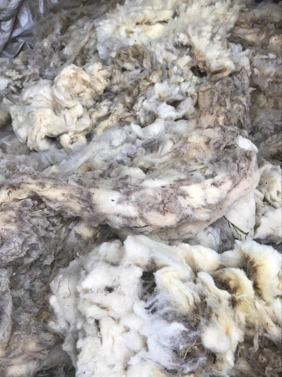 Raw sheep wool ready for selection